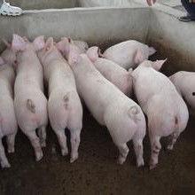 小猪崽子爆料视频大全,揭秘娱乐圈幕后真相  第2张