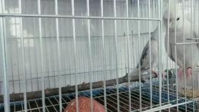 玄凤鹦鹉爆料视频,揭秘鹦鹉界的秘密生活  第2张